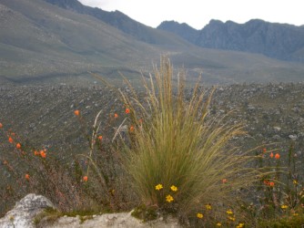 Peru Pflanzen